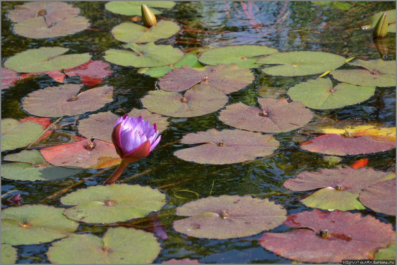 Тель-Авив — Сарона Тель-Авив, Израиль Тель-Авив — Сарона Тель-Авив, Израиль