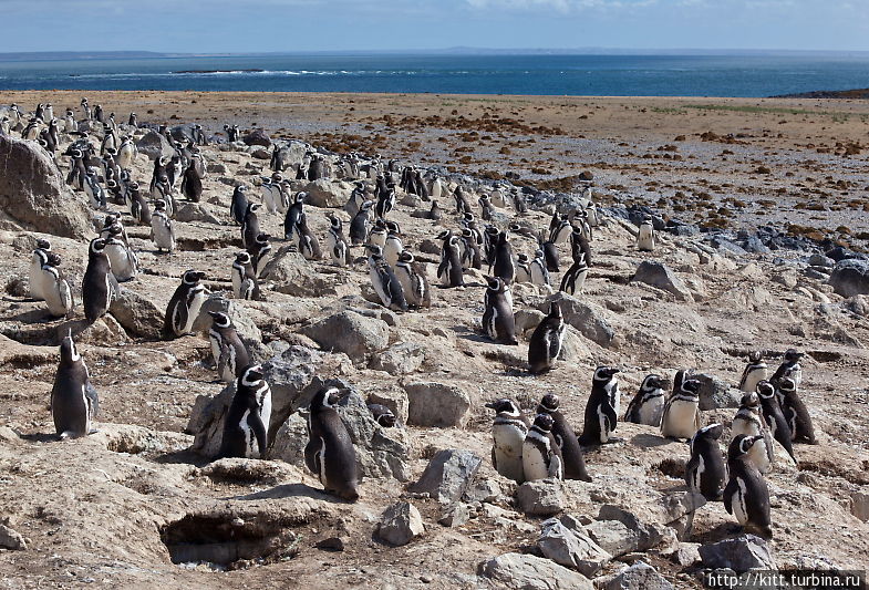 Пингвины Пуэрто Десеадо