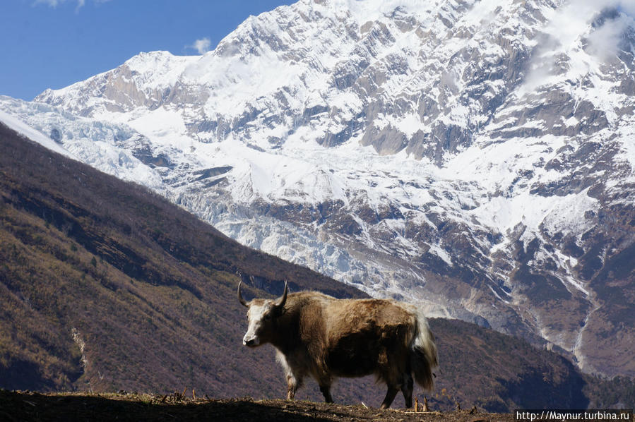 Житель   гор. Покхара, Непал
