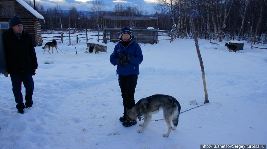Ездовые собаки в этнокультурном комплексе Кайныран Камчатский край, Россия