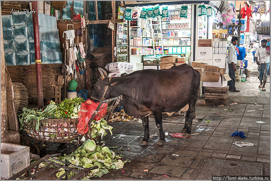 Коровы чувствуют себя вольготно — особенно на рынке. Здесь всегда еды предостаточно. Я несколько раз видел в Индии, вдоль дорог, дохлых коров. А потом видел свалки, на которых они покушали. Этот процесс — стихийный — его никто не контролирует. Принцип индийцев — ни во что не вмешиваться...
* Мумбаи, Индия