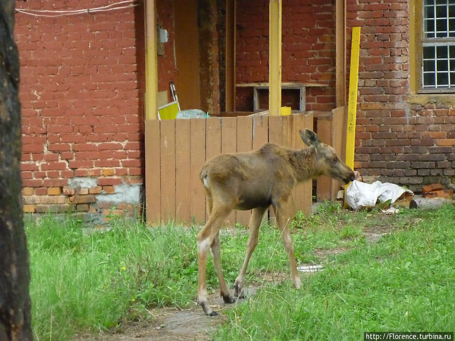 Лосеферма Лосиный Остров Национальный Парк, Россия