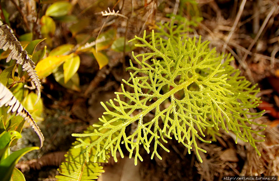 Очень интересное кустарниковое растение Бако Национальный Парк, Малайзия
