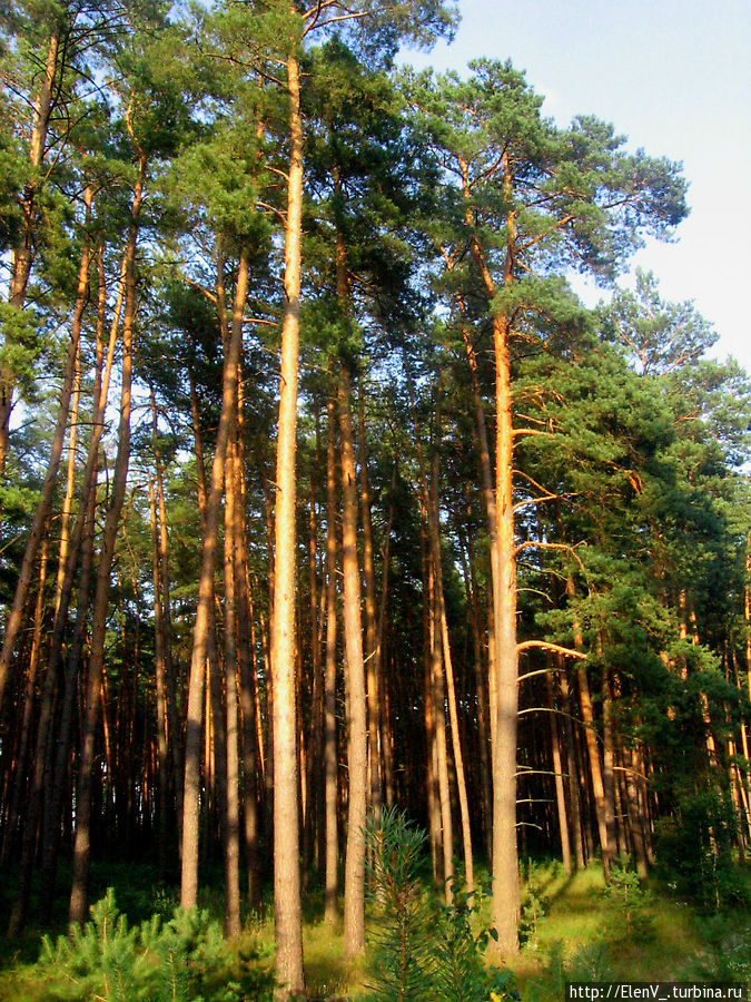 В хорошую погоду солнечные блики играют на стволах деревьев. Брянская область, Россия