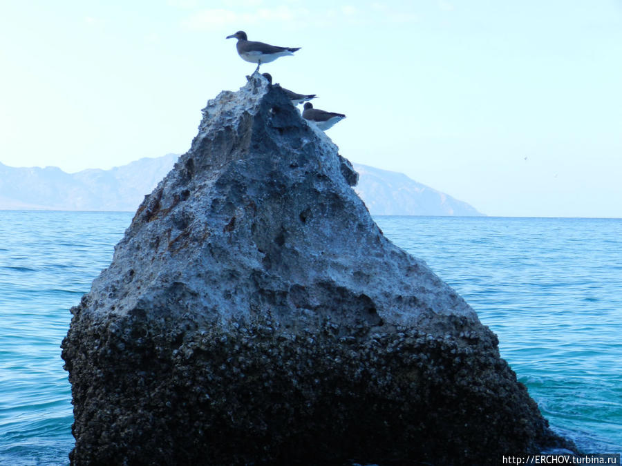 Удивительная Сокотра.  Ч-7. Чайки над волной Остров Сокотра, Йемен