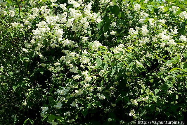 Жасмин. Южно-Сахалинск, Россия Жасмин. Южно-Сахалинск, Россия