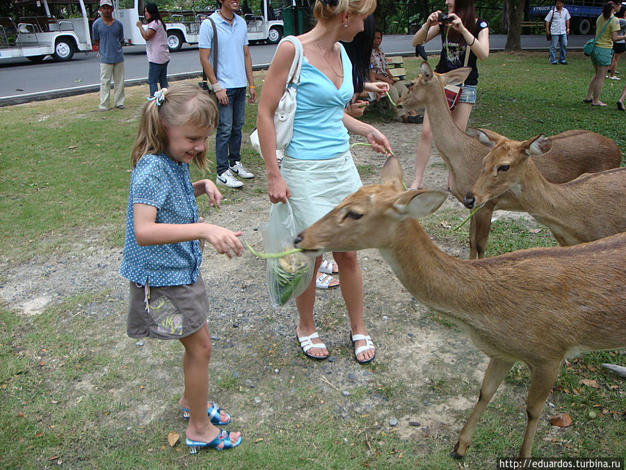 Друзья моей Янки — слоны, коты и обезьянки))) Паттайя, Таиланд Друзья моей Янки — слоны, коты и обезьянки))) Паттайя, Таиланд