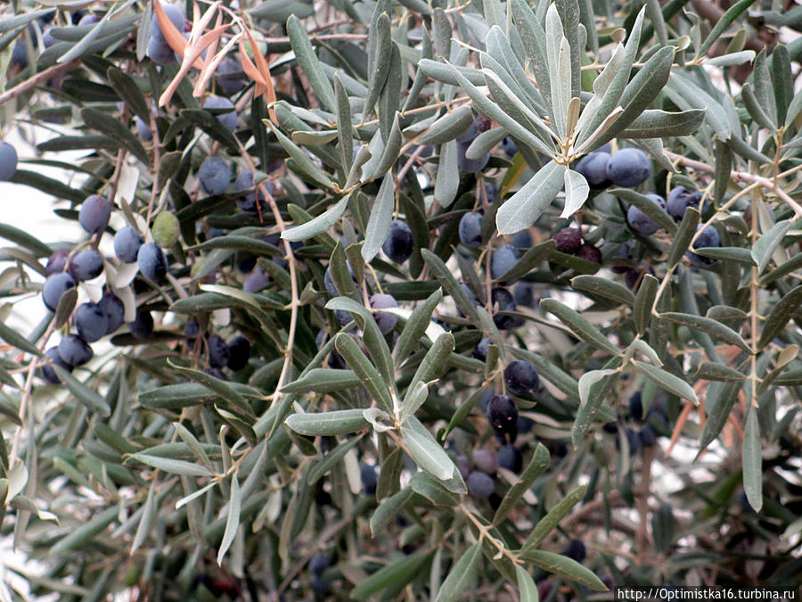 Дидим в конце октября Дидим, Турция Дидим в конце октября Дидим, Турция