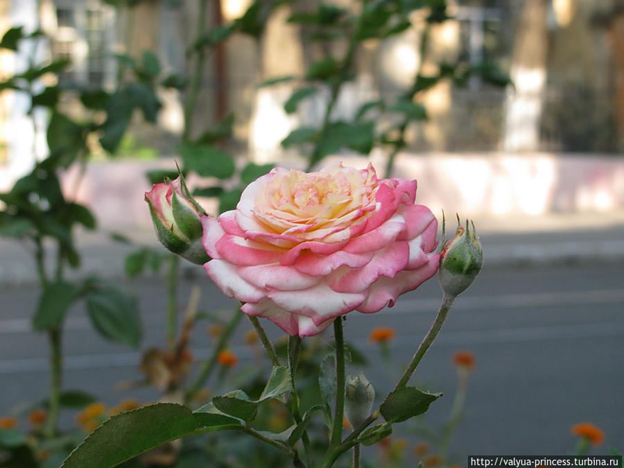 В этом городе (да и вообще по Одесской области) очень много роз. Одесса, Украина