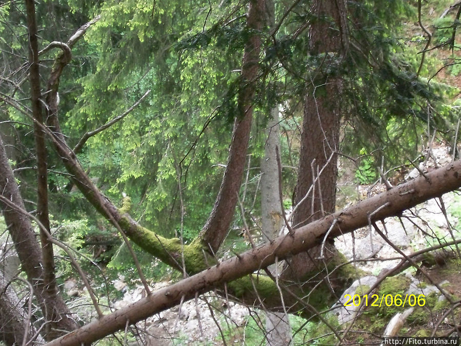 Обратите внимание на это дерево . Оно висит в воздухе,а корень выходит из скалы.  Мне пришло в голову такое название  ДЕРЕВО-ЯКОРЬ. На следующих фото  хорошо видно что так оно и есть. Фюссен, Германия