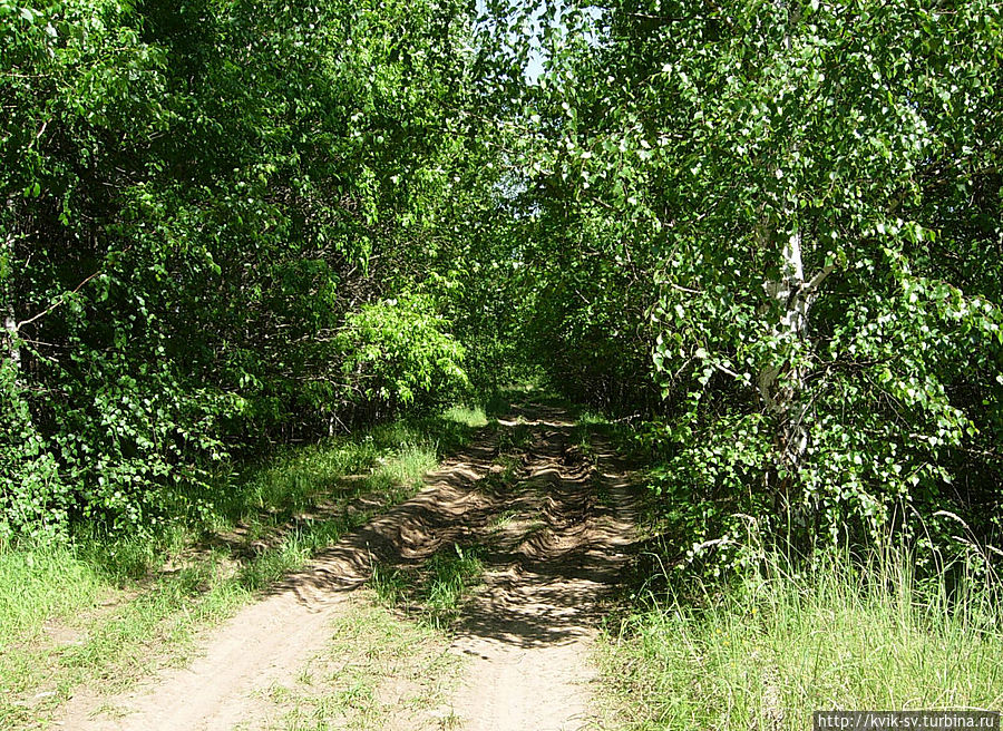 Очень красиво получилось сквозь зеленый коридор. Очень красиво получилось сквозь зеленый коридор.