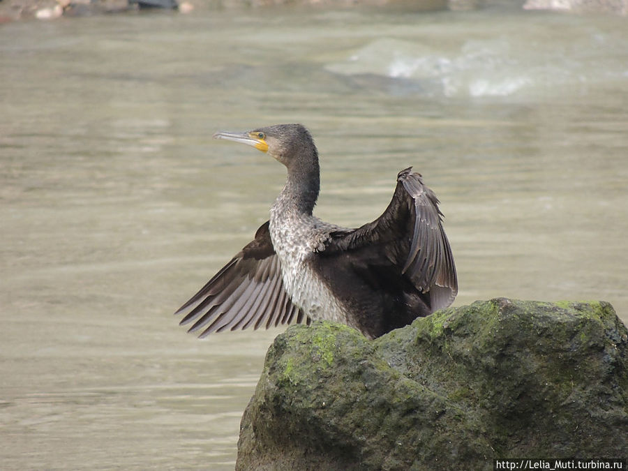 Усато-крылатые Рима Рим, Италия Усато-крылатые Рима Рим, Италия