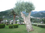 Ухоженно-прилизанный парк с оливковыми деревьями