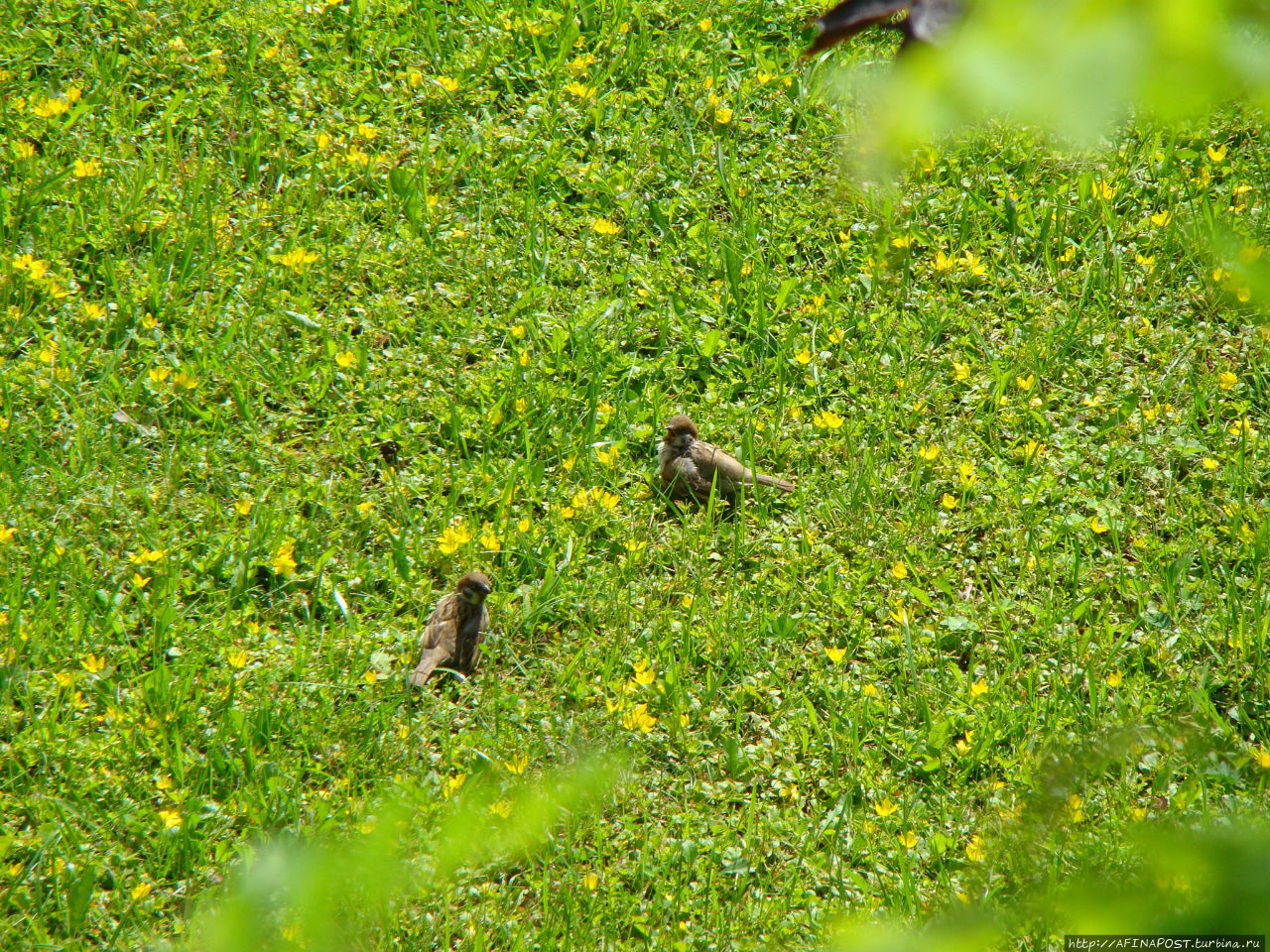 Незваная гостья Москва и Московская область, Россия Незваная гостья Москва и Московская область, Россия
