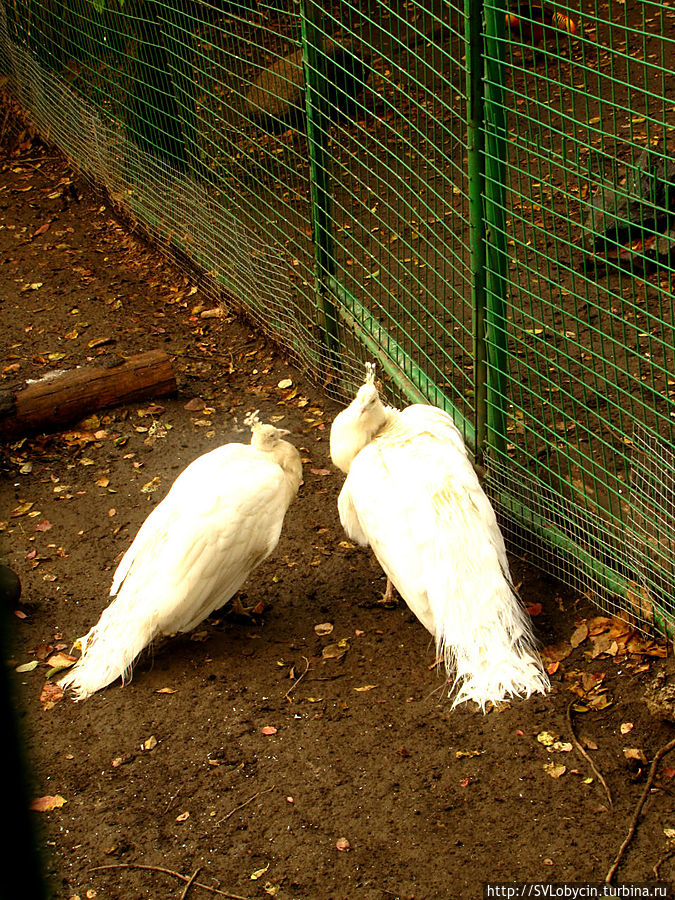 Зоопарк на Кок-Тобе Зоопарк на Кок-Тобе