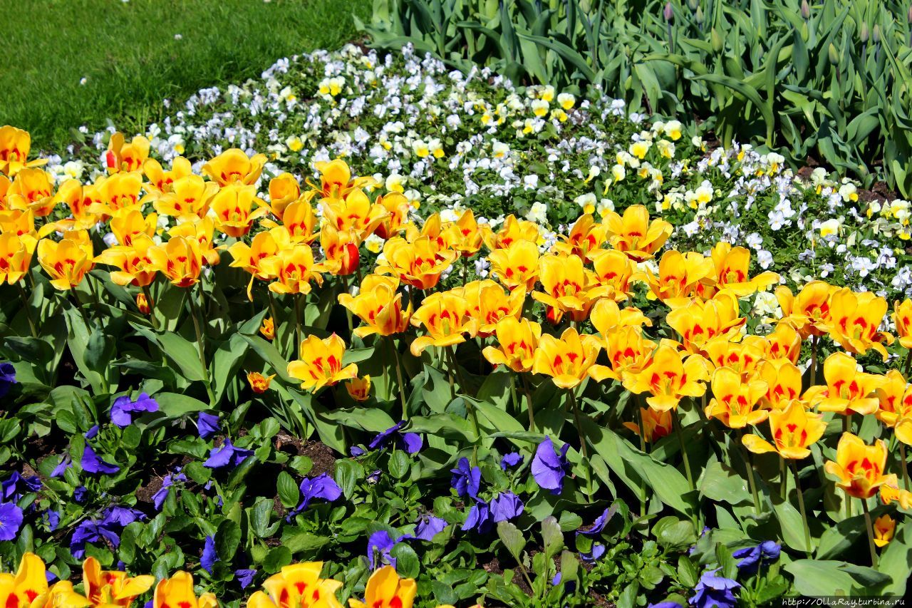 В Юрмалу в мае Юрмала, Латвия В Юрмалу в мае Юрмала, Латвия