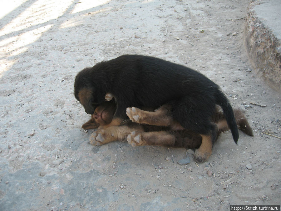 Клевые щенки в Ласпи Балаклава, Россия Клевые щенки в Ласпи Балаклава, Россия