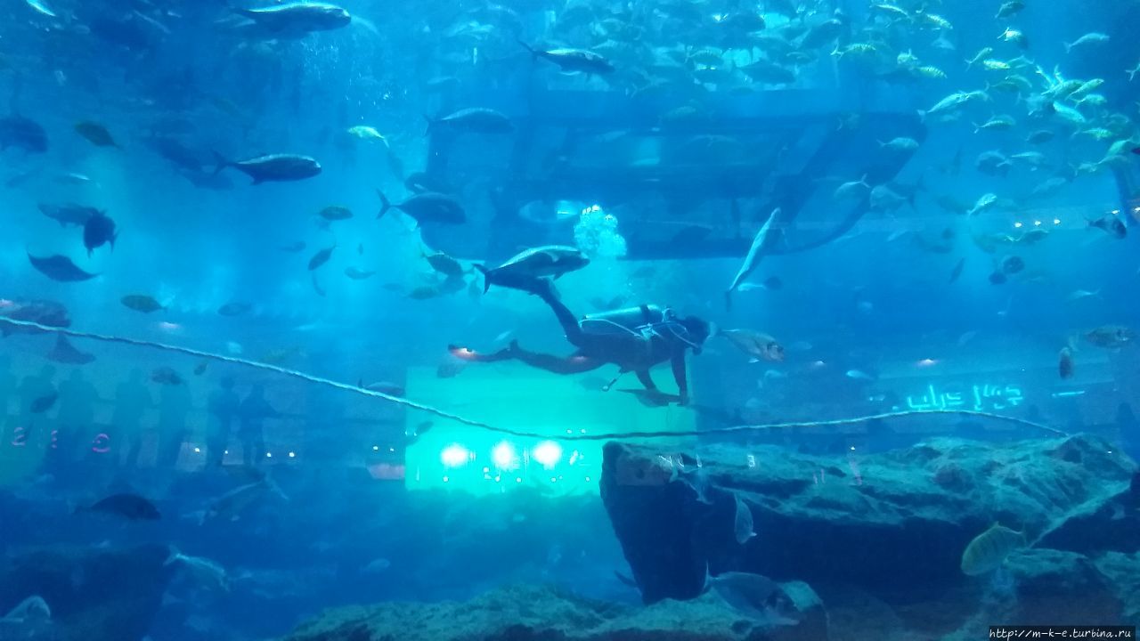 Аквариум и зоопарк в Dubai Mall Дубай, ОАЭ