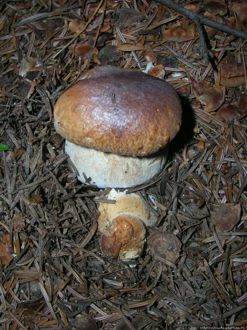Белые грибы в саду Петрозаводск, Россия