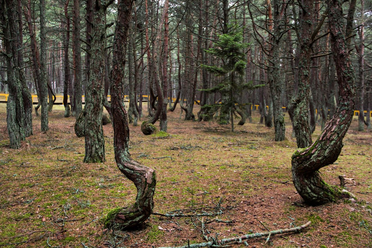 Танцующий лес. Куршская коса Куршская Коса Национальный Парк, Россия