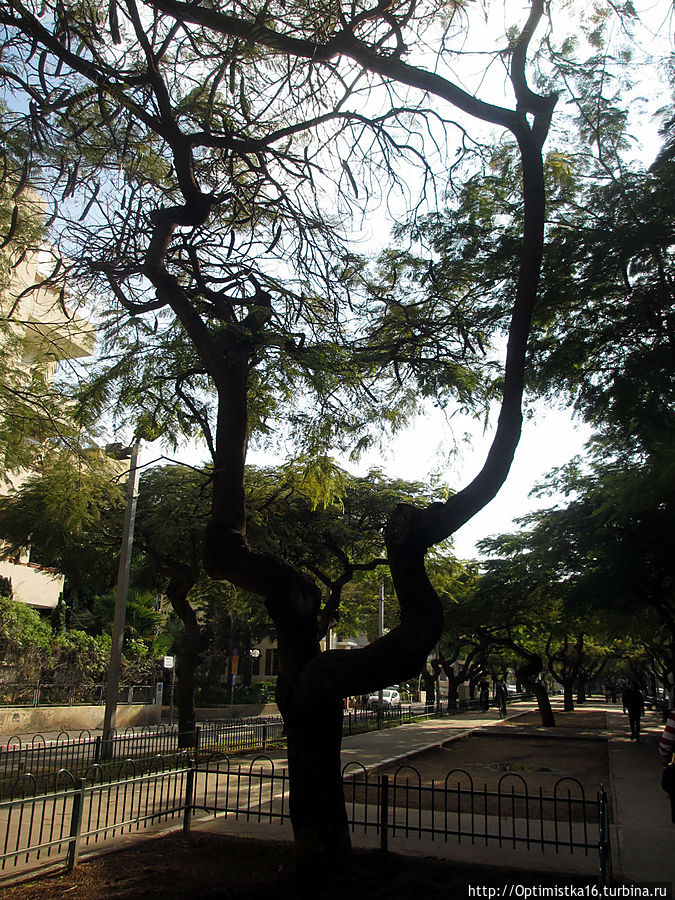 Бульвар Ротшильда — самый первый и самый главный. И красивый Тель-Авив, Израиль Бульвар Ротшильда — самый первый и самый главный. И красивый Тель-Авив, Израиль