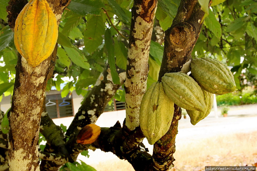 Плоды какао Кучинг, Малайзия