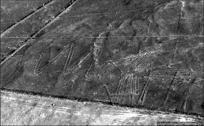 Рисунок Алькатрас Наска, Перу Рисунок Алькатрас Наска, Перу