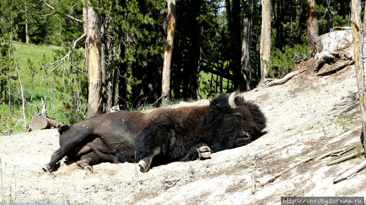 У этого уже который день У этого уже который день