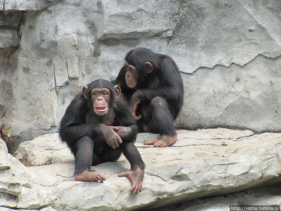 Зоопарк Гуанджоу Гуанчжоу, Китай Зоопарк Гуанджоу Гуанчжоу, Китай