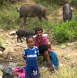 Дети помогают выпасать свиней