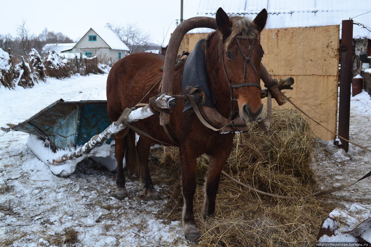Зима в Бардаково Рязанская область, Россия Зима в Бардаково Рязанская область, Россия