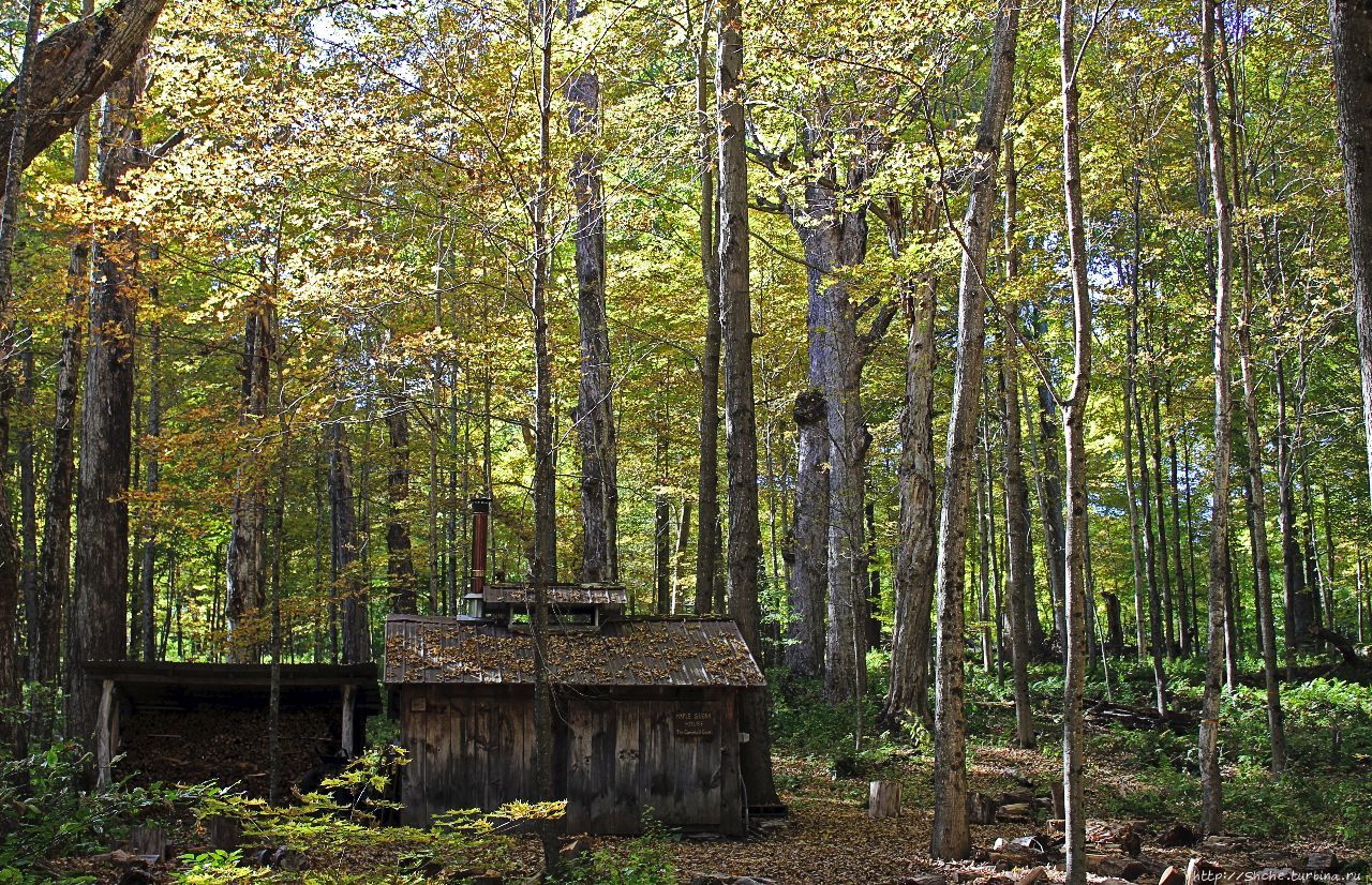 Мемориальный лес Хопкинса / Hopkins Memorial Forest