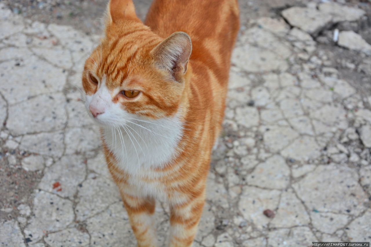 Янтарный кот Светлогорск, Россия