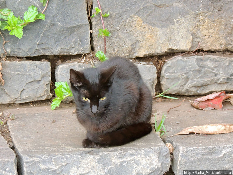 Если черный кот дорогу перейдет.... Регион Мадейра, Португалия