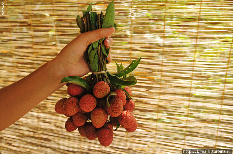 Личи, lychee (Litchi chinensis) небольшой фрукт размером с перепелиное яичко. Снаружи немного колючая текстура как у еловой шишки, только фактура меньше. Цвет от розового до красно-коричневого. Внутри желейная виноградина. Косточка коричневого цвета, форма желудь. Видимо родственник лонганов и ланконгов. Вкус очень понравился, как у розового или красного крупного винограда, только сильнее, лимонадно-конфетный. Южный Таиланд, Таиланд