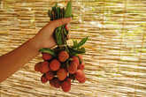 Личи, lychee (Litchi chinensis) небольшой фрукт размером с перепелиное яичко. Снаружи немного колючая текстура как у еловой шишки, только фактура меньше. Цвет от розового до красно-коричневого. Внутри желейная виноградина. Косточка коричневого цвета, форма желудь. Видимо родственник лонганов и ланконгов. Вкус очень понравился, как у розового или красного крупного винограда, только сильнее, лимонадно-конфетный.