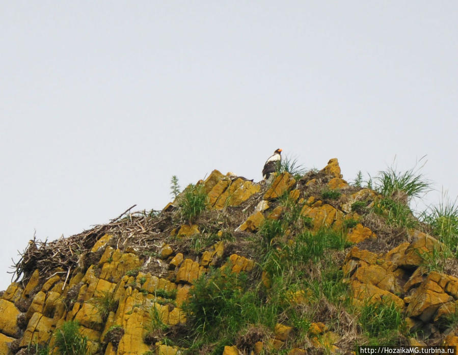Белоплечий орлан Петропавловск-Камчатский, Россия
