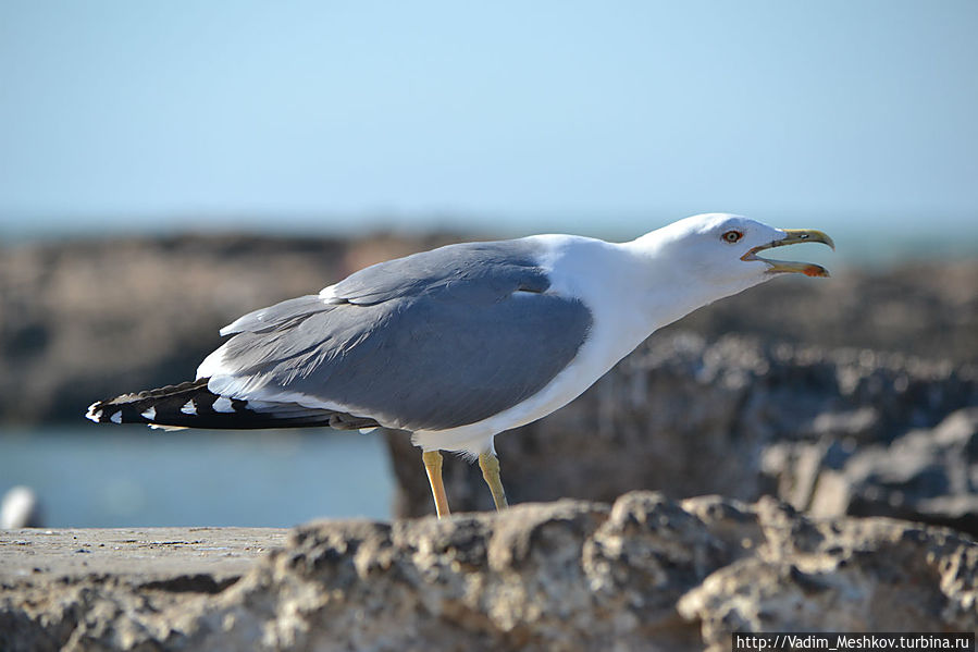 Чайка Чайка