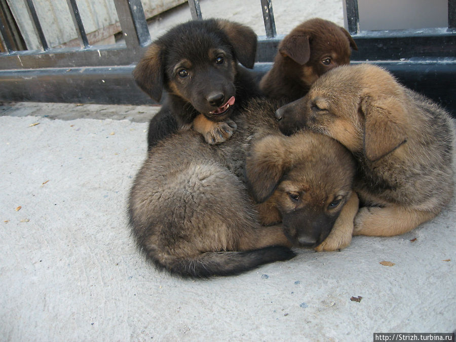 Клевые щенки в Ласпи Балаклава, Россия Клевые щенки в Ласпи Балаклава, Россия