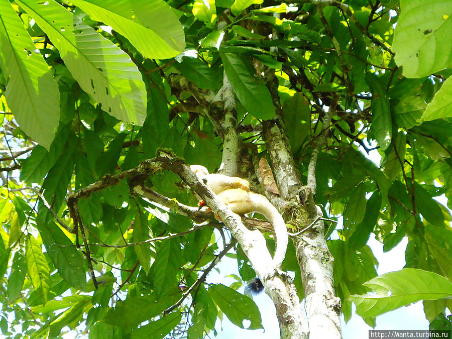 Стайка обезьян открыто бегает по территории. Нас предупредили, что им нравится тырить у туристов все, что плохо висит, в том числе им нравится запрыгивать на спину и копаться в рюкзаках, отбирать камеры и тд. Стайка обезьян открыто бегает по территории. Нас предупредили, что им нравится тырить у туристов все, что плохо висит, в том числе им нравится запрыгивать на спину и копаться в рюкзаках, отбирать камеры и тд.