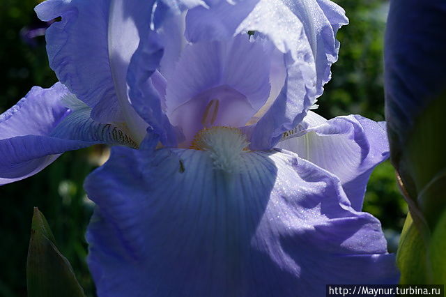 Ирисы — семицветье радуги Южно-Сахалинск, Россия Ирисы — семицветье радуги Южно-Сахалинск, Россия