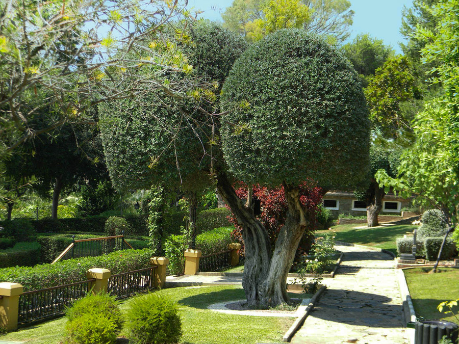 Ботанический кайф в Молино де Инка Торремолинос, Испания
