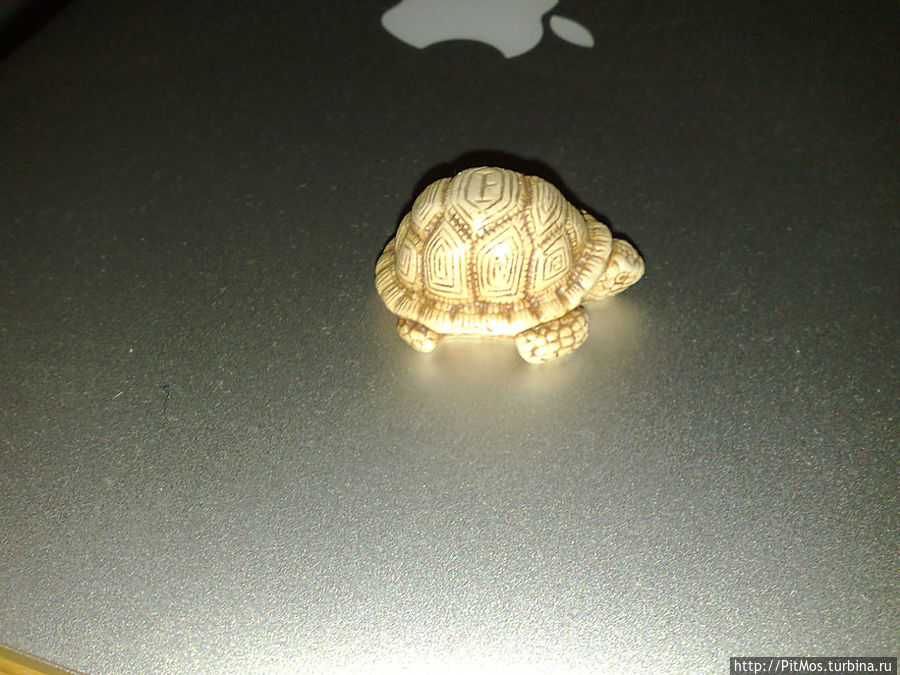 С Днём черепах! С Днём черепах!