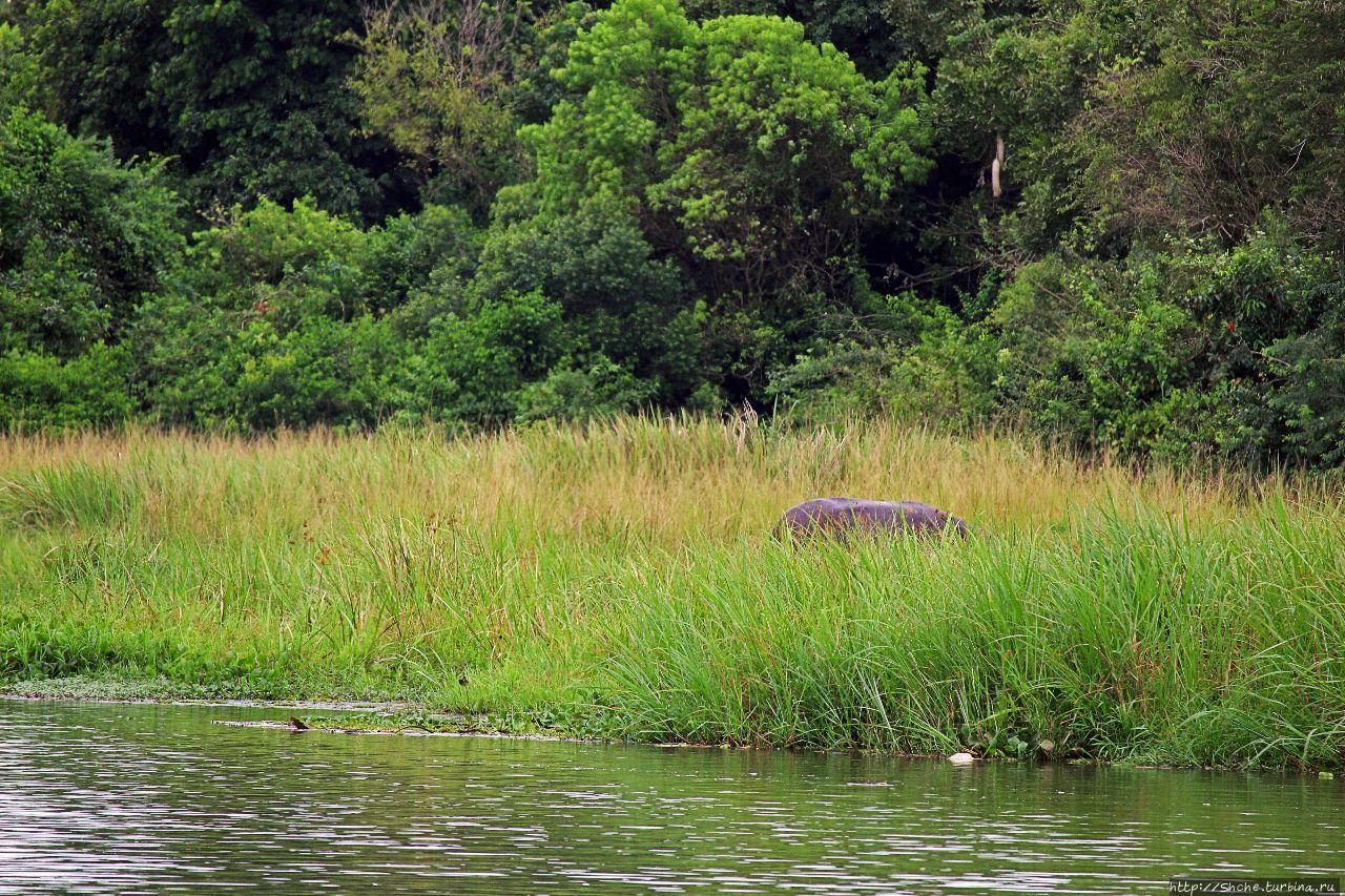 Паром Параа Мёрчисон-Фоллс Национальный Парк, Уганда