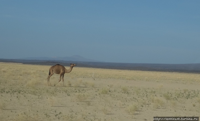Пустыня не безжизненна Хамед-Эла, Эфиопия