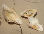Песчаные пляжи усыпаны ракушками. Несколько из них сейчас хранят шум океана у нас дома.