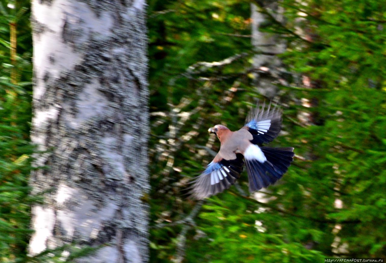 Сойки архангельского леса Архангельская область, Россия Сойки архангельского леса Архангельская область, Россия