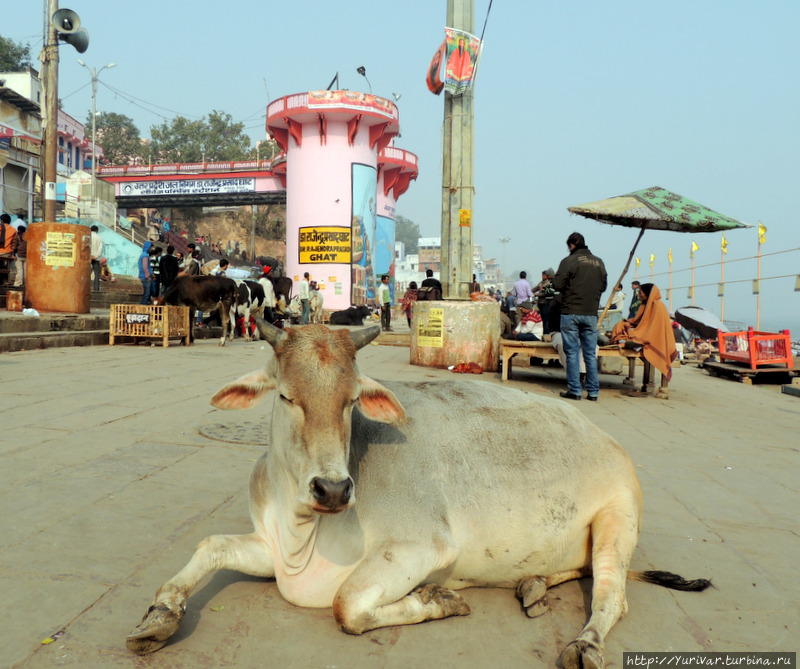 И корова — главная хранительница всех индийских традиций. Потому-то она и считается священным животным Варанаси, Индия