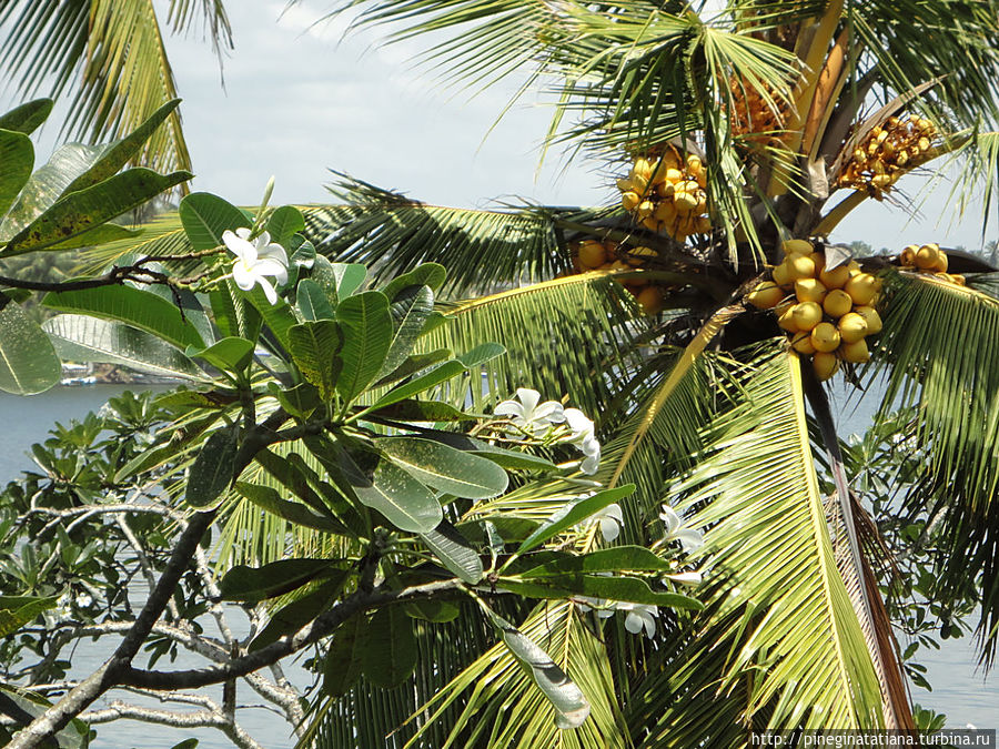 Жуй кокосы,ешь бананы..... Бентота, Шри-Ланка