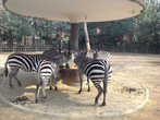 Зебры в Шанхайском зоопарке